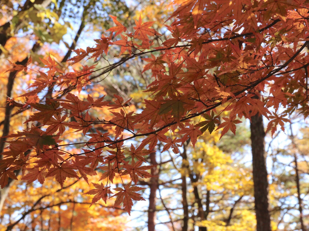 Ikaho Shinrin Park景点图片