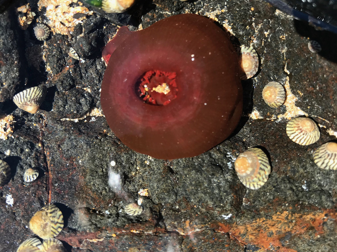 Johnsons Beach-企鹅岛必去景点