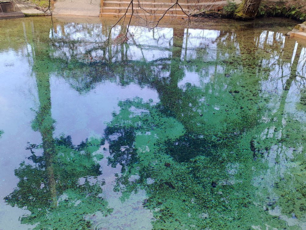 別府弁天池湧水-美祢市必去景点