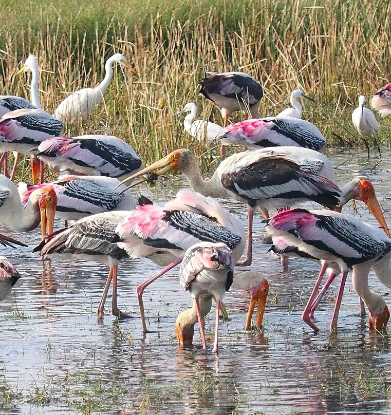 Pulicat Boating - Roy Pulicat Lake Boating景点图片