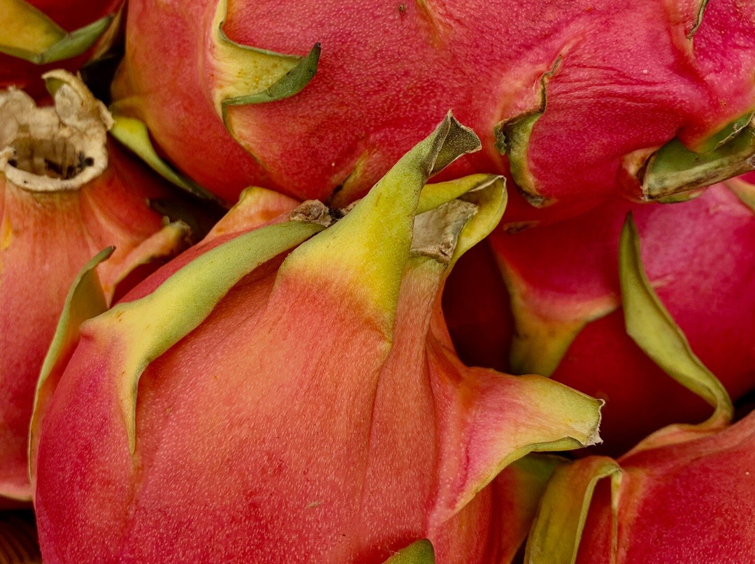 Marco Island Farmers Market-马可岛必去景点