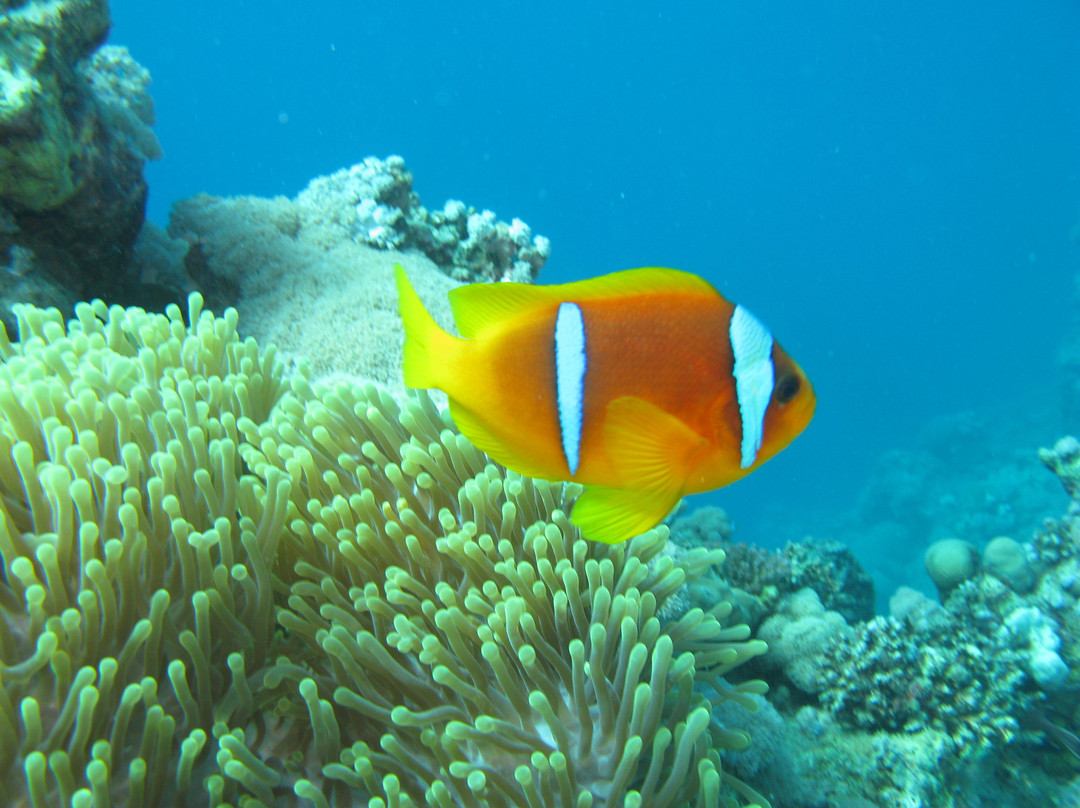 Jazan Dive Center景点图片
