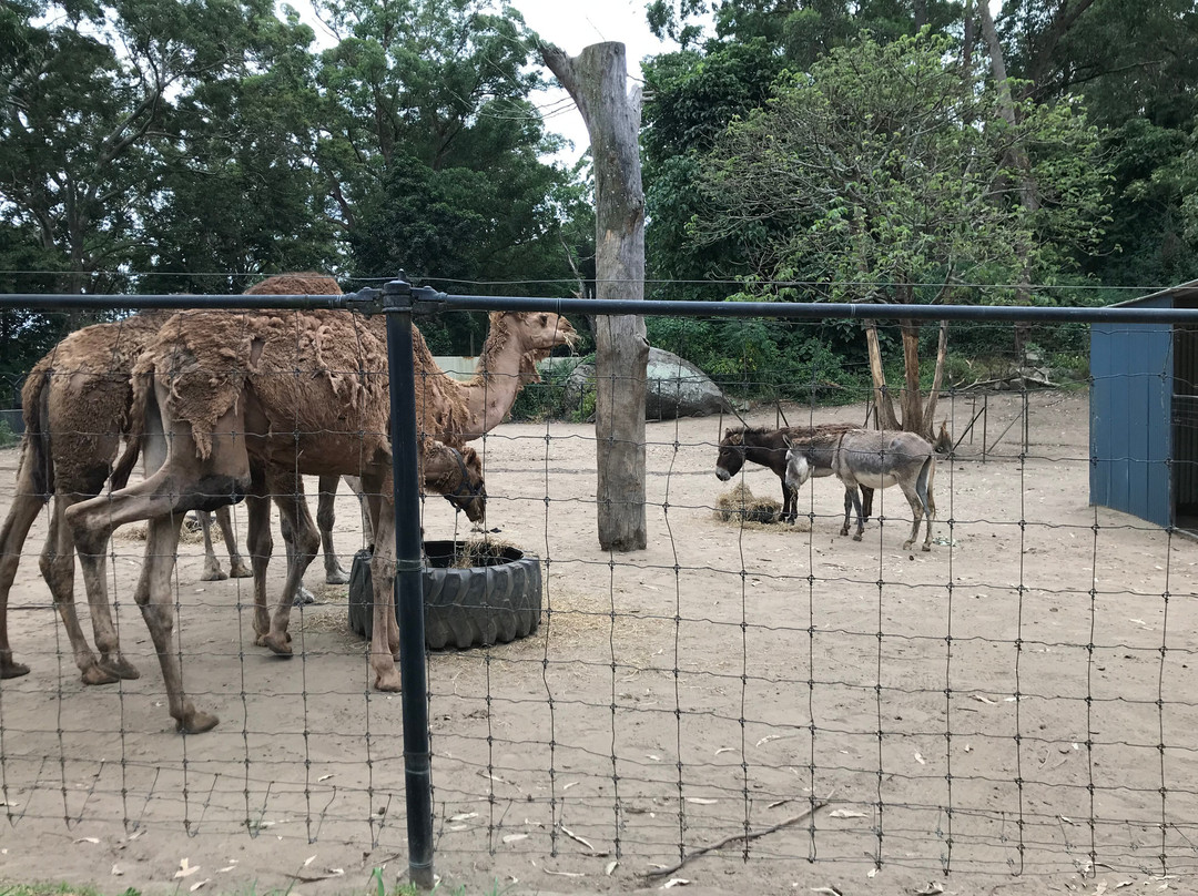 Shoalhaven Zoo景点图片