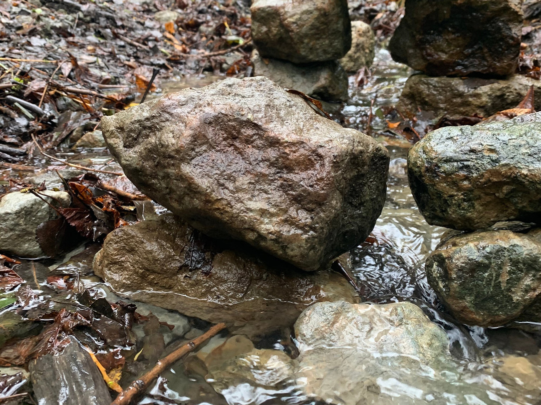 Drews Pond Nature Reserve景点图片