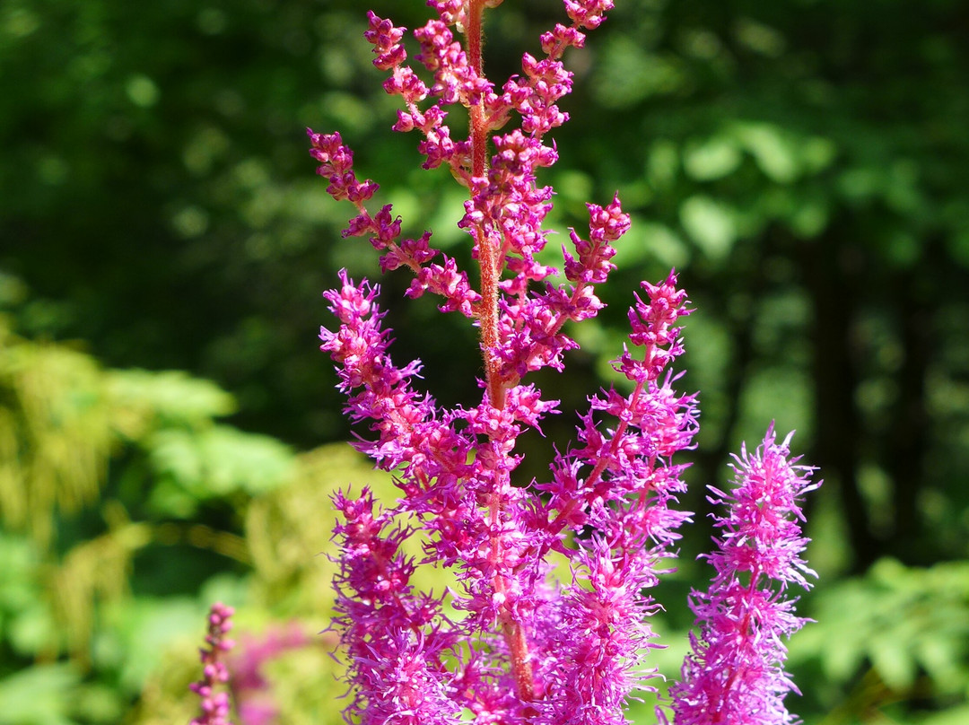 Izmailovo Estate-莫斯科必去景点