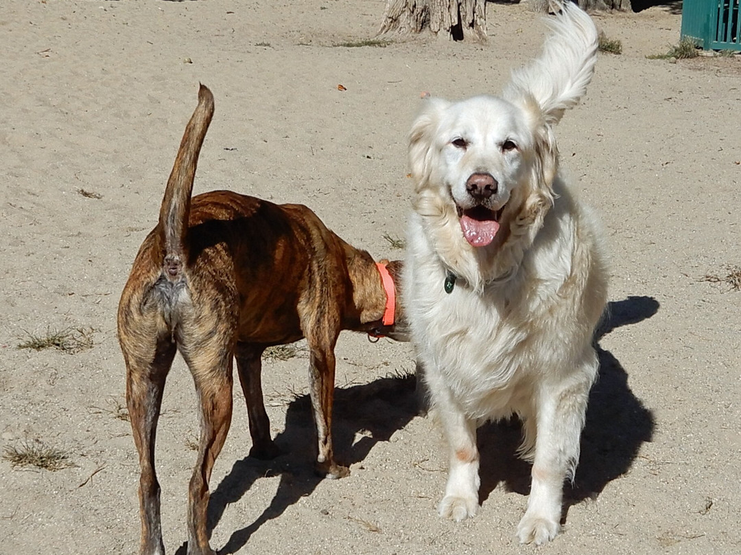 Kennebunk Dog Park景点图片