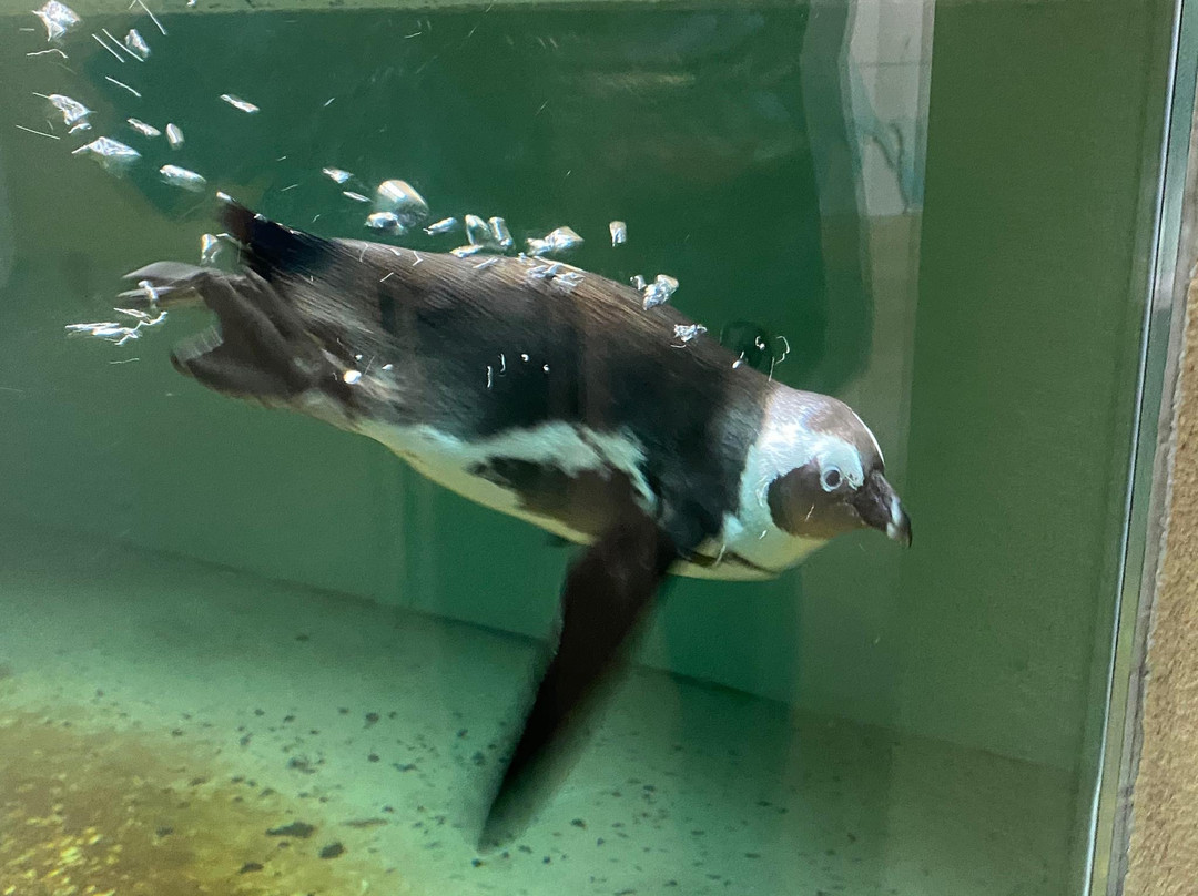 Tropiquarium de Servion景点图片