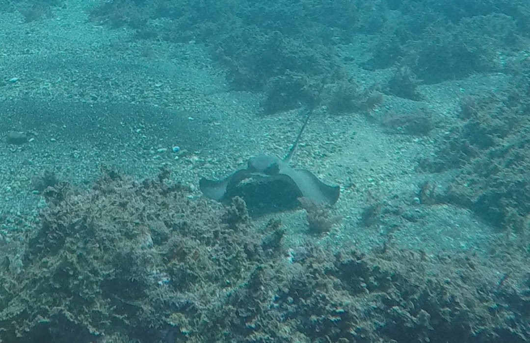 Deep Blue Azores Diving Center-亚速尔群岛英雄港中心区必去景点