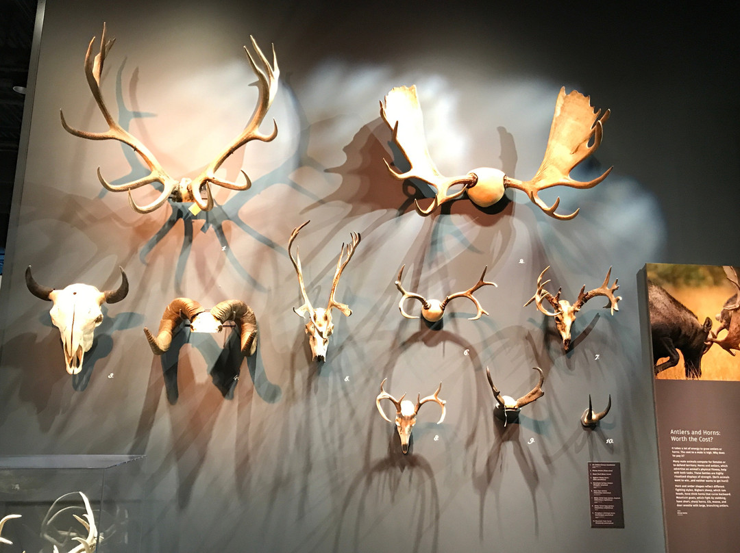 Bell Museum-圣保罗必去景点