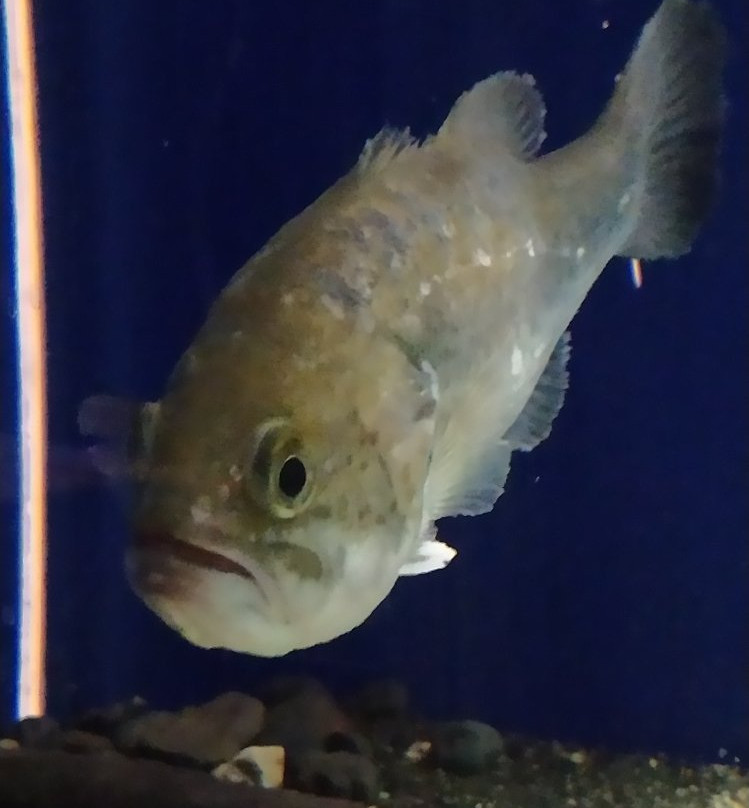 acquario di bolsena景点图片