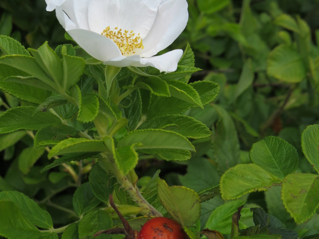 Parc de l'Ancien-Quai-Saint-Andre-de-Kamouraska必去景点