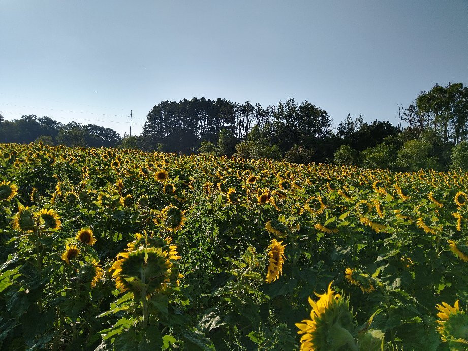 Zimmerman Minnesota Sunflowers景点图片