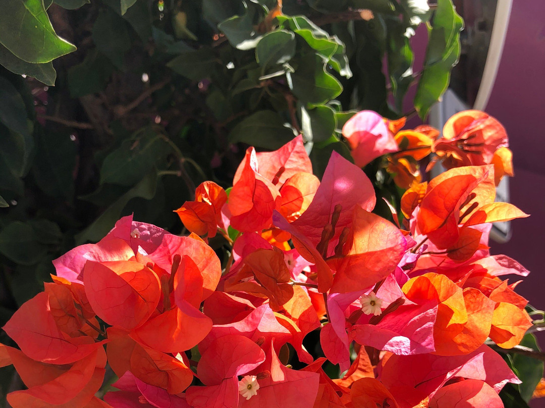 Castle of Salir-Loule必去景点