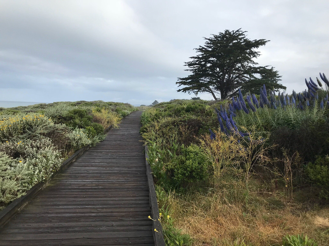 Moonstone Beach Drive景点图片