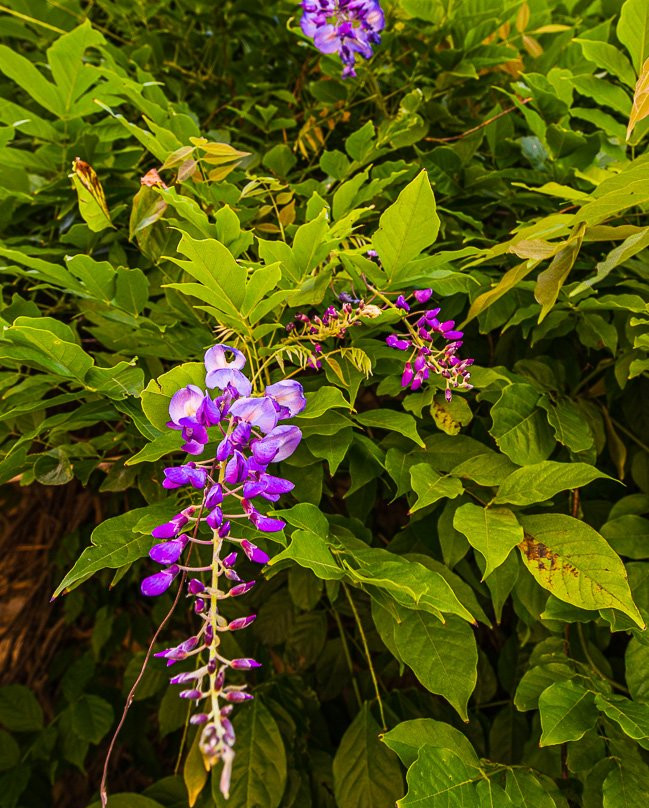 Chateau d'Alteville主图