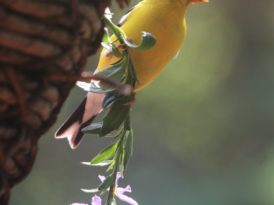 Spring Valley Inn主图