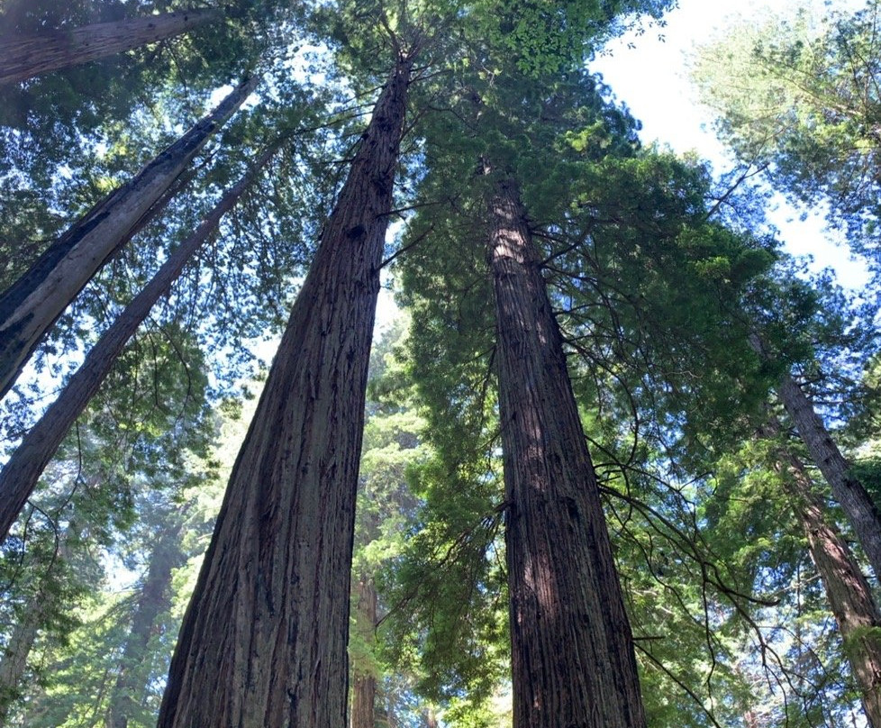 Redwood Rides景点图片