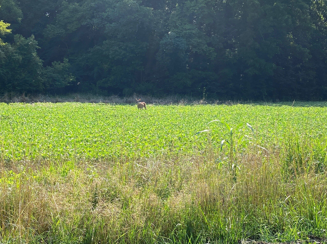 TREC Calico Trail-Effingham必去景点
