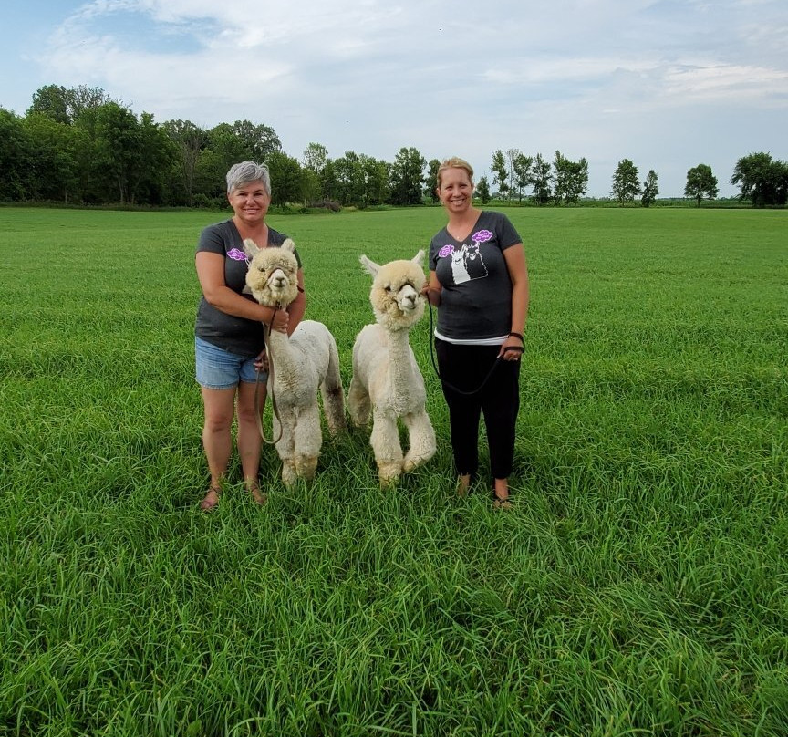 Sabamba Alpaca Ranch and Bed & Breakfast主图