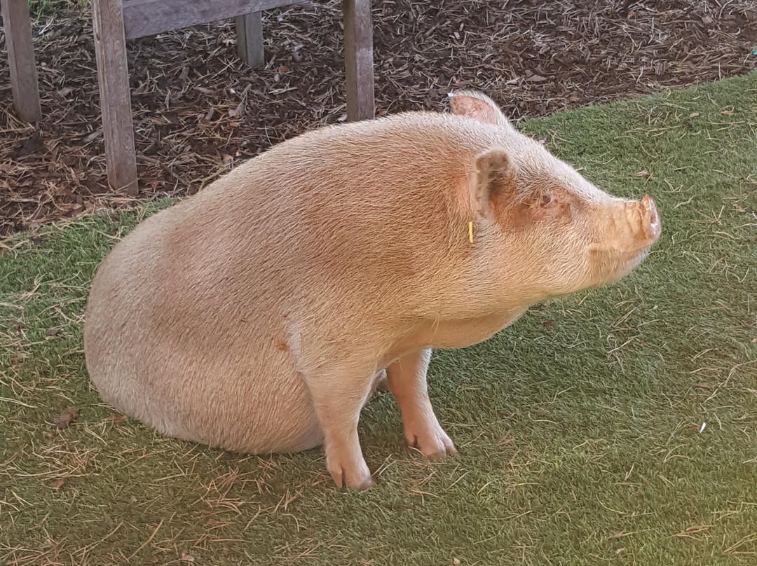 #pigzoo Petpiggies Mini Pigs景点图片