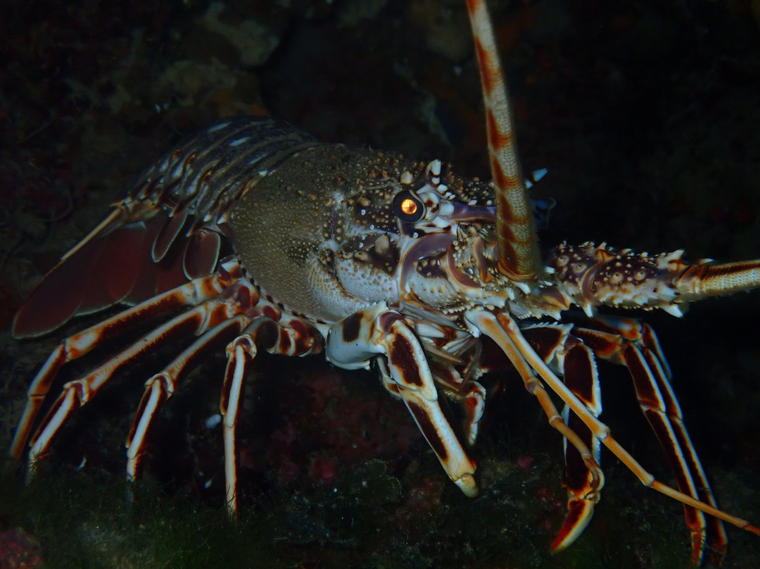 Deep Blue Diving College-Isola del Giglio必去景点