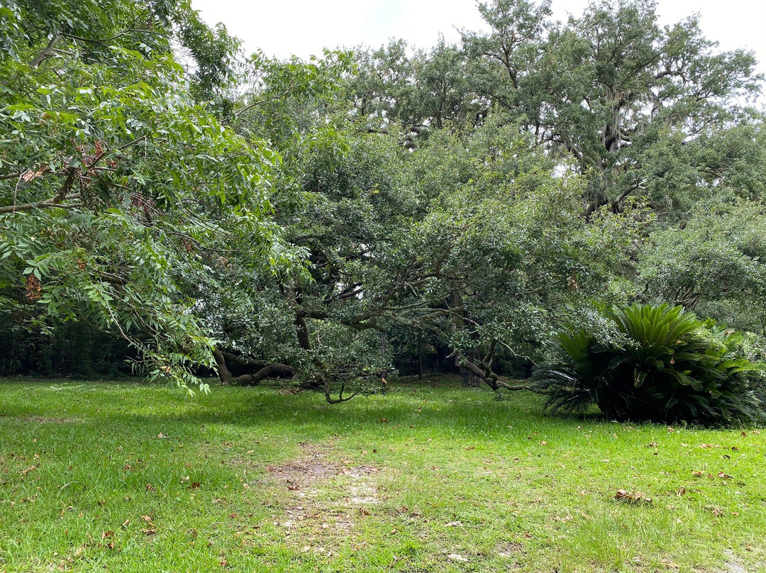 Ruskin Oak景点图片