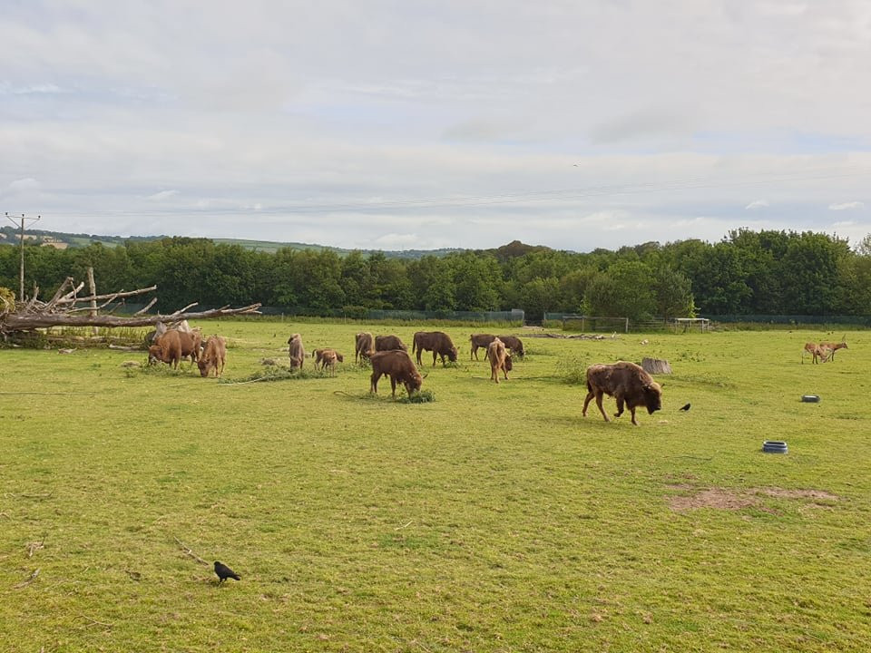 Fota Wildlife Park景点图片