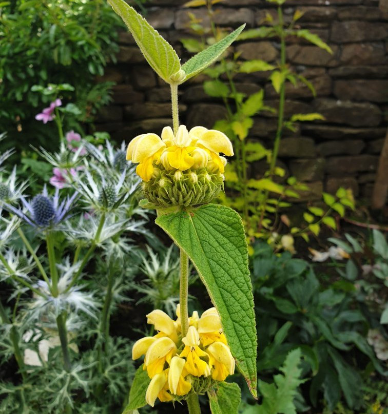 Hollies Farm Plant Centre-Bonsall必去景点