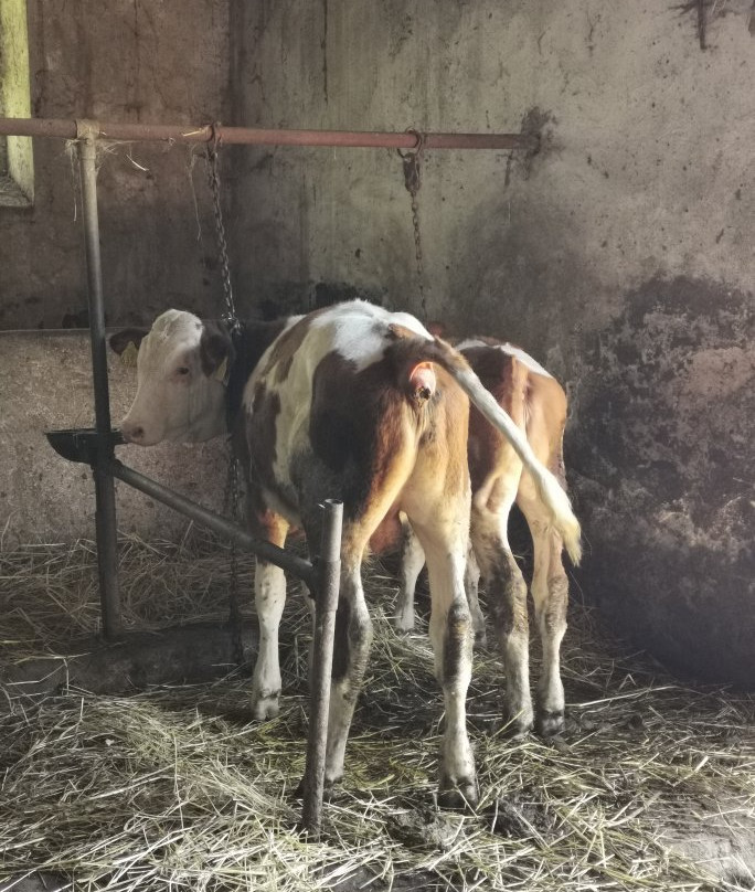 Azienda agricola Serravalle-Celico必去景点