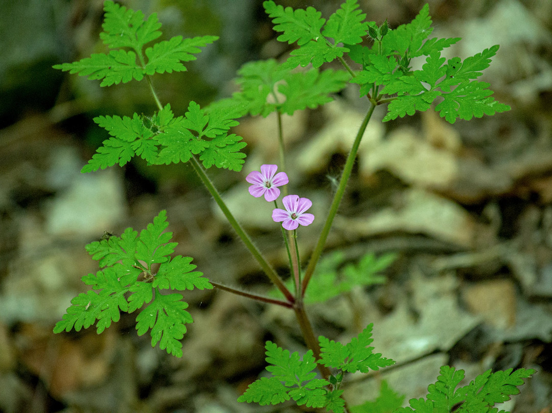 Town of Lockport Nature Trail景点图片