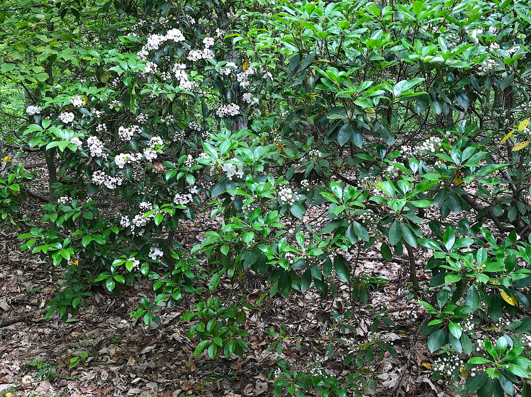 Blockhouse Point Conservation Park & Trails景点图片