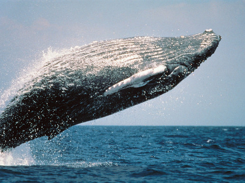 Timm Blue Ocean Safaris