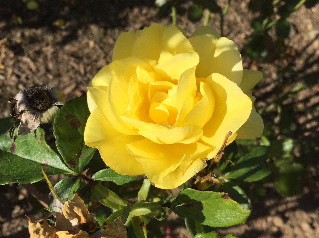 Allentown Rose Gardens景点图片