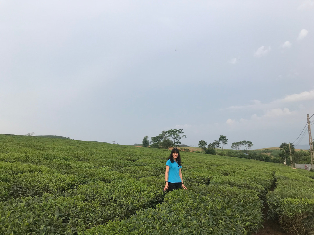 Moc Suong Tea Hill-Moc Chau必去景点
