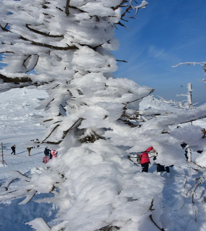Yamagata Zao Onsen Ski Resort景点图片
