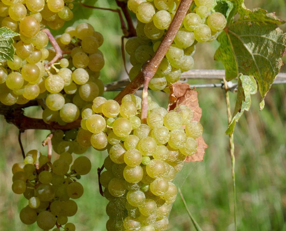 FROMM Winery景点图片