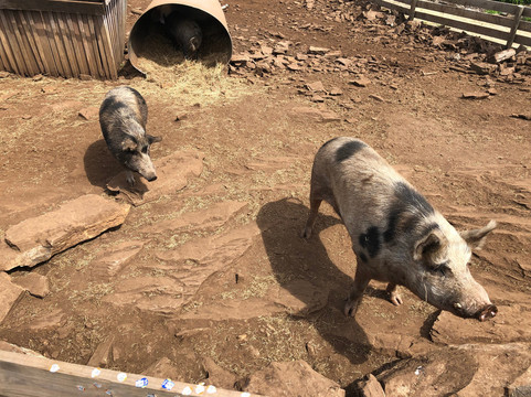 精品休闲之旅-朗塞斯顿必去景点