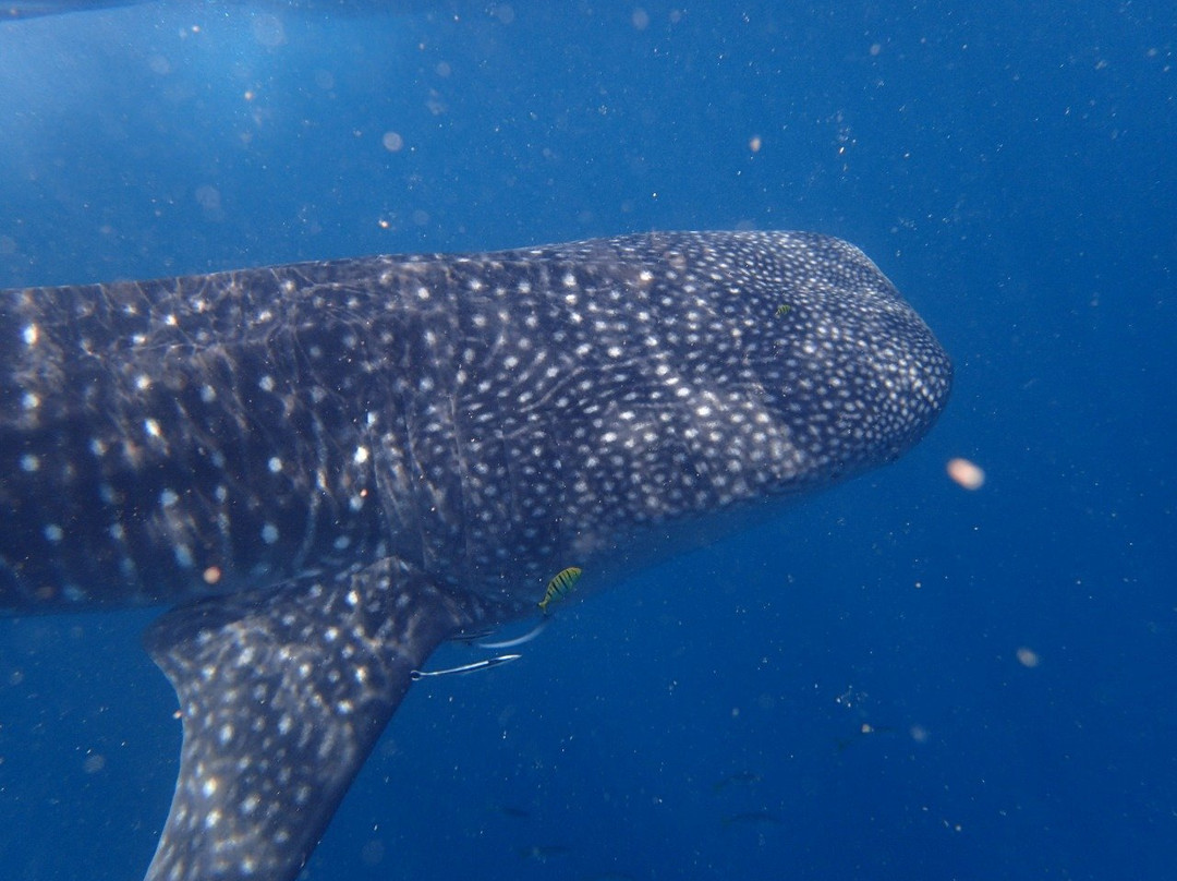 Weligama Bay Dive Center-瓦勒迦玛必去景点