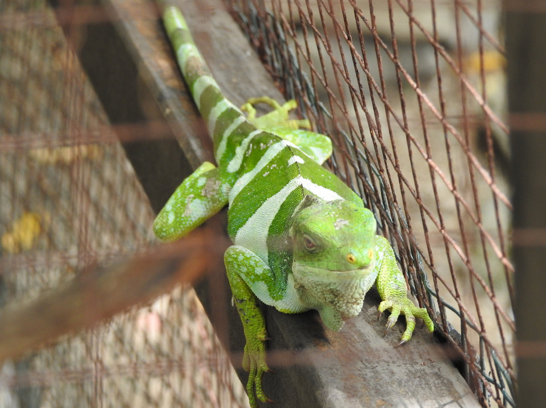The Reef Vanuatu Zoological-Eratap必去景点