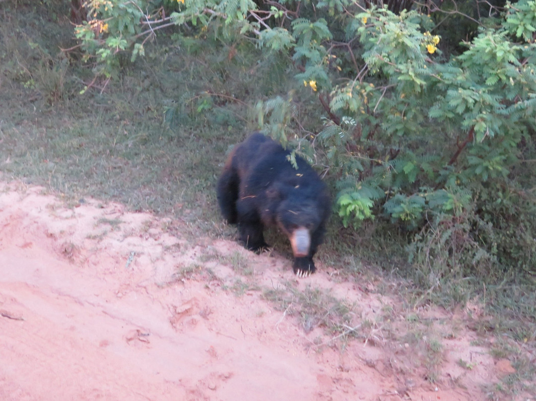 Yala Osha Safari-蒂瑟默哈拉默必去景点