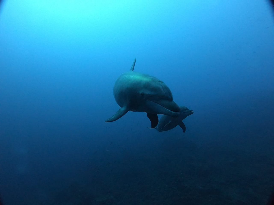 Socorro Island-卡波圣卢卡斯必去景点