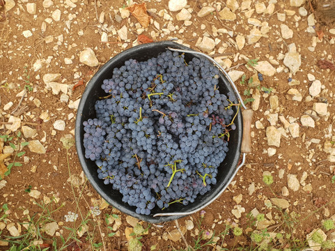 OenoSpheres-兰斯必去景点