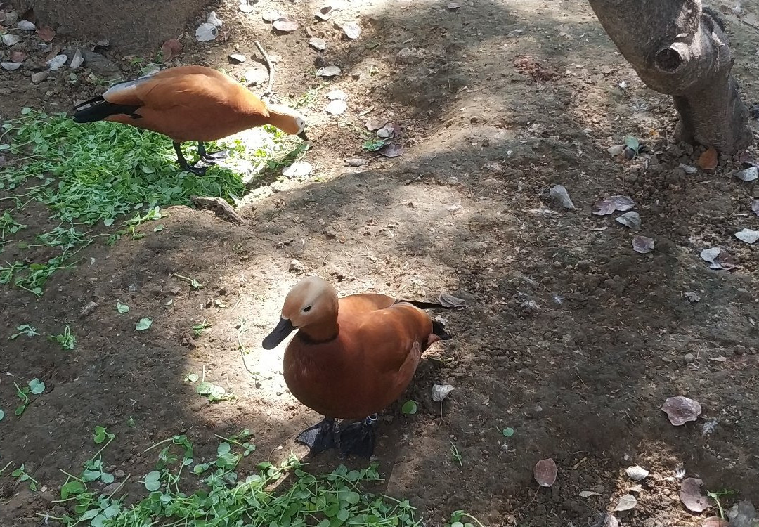 Zoobotanico Jerez景点图片