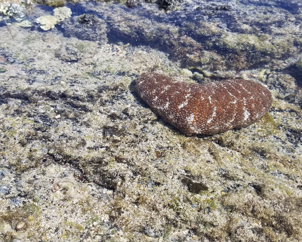 Puako Bay-普阿克必去景点
