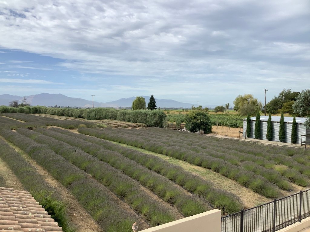 French Fields-官方