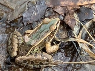 Forty Acre Rock-Kershaw必去景点