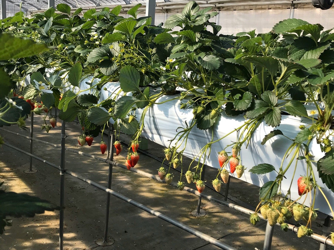 Yatsu no Sato Strawberry Farm-滑川町必去景点