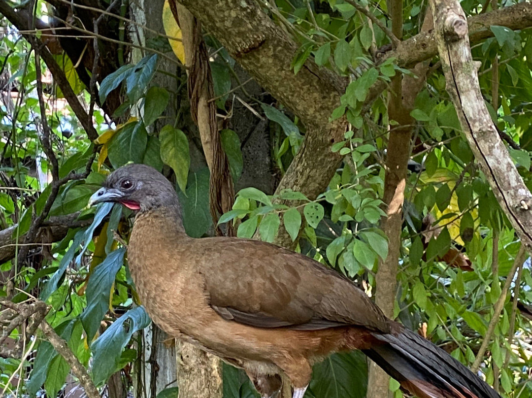Grafton Caledonia Wildlife Sanctuary-多巴哥必去景点