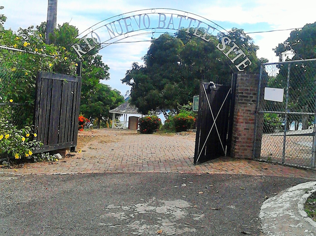 Sea Shell Palms主图