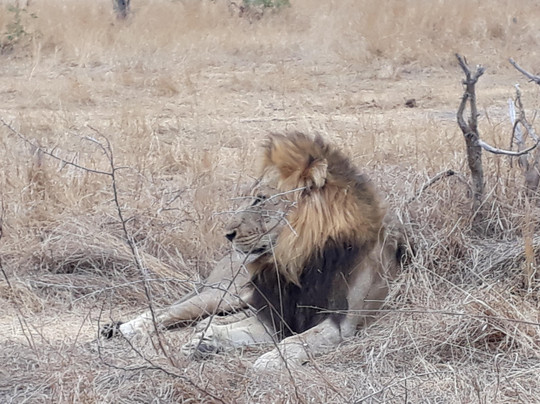 Ngulube Safaris-白河必去景点